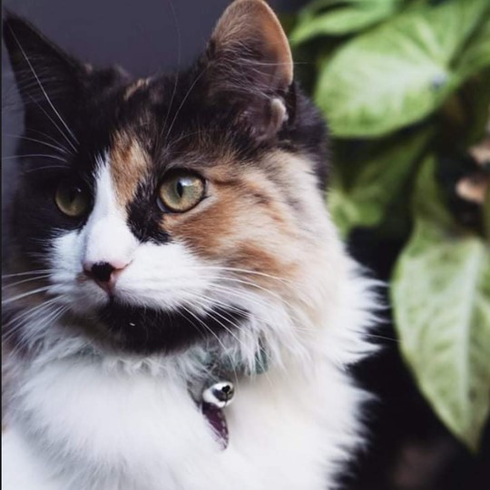 zoella cat lost 01-Apr-2022